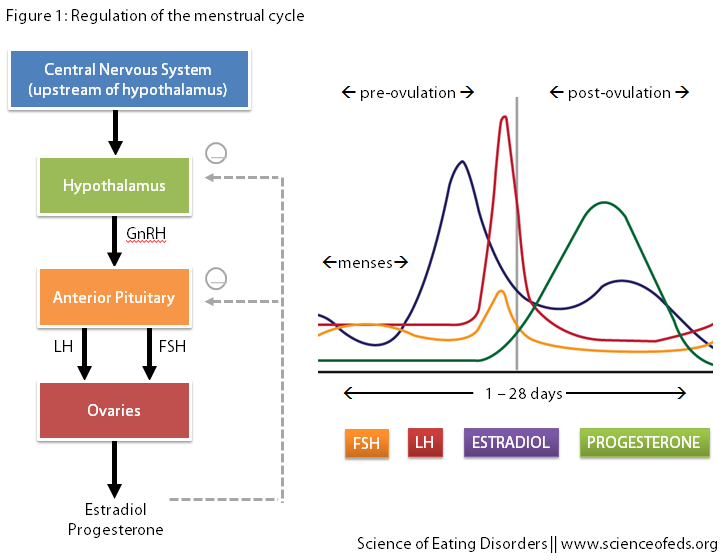 Hormone Changes During Menstrual Cycle Chart